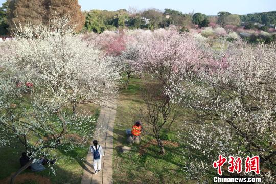 资料图：武汉东湖梅园大片梅花迎春绚烂绽放 张念 摄