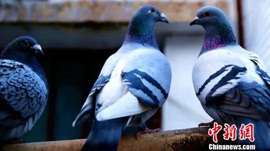 ���������һҳ