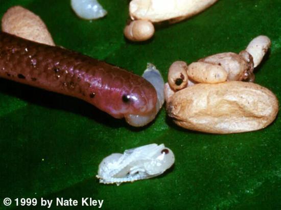 ä�ߵġ�ӣ��С�ڡ��������м��ִ��ȣ�ͼƬ��Դ��ˮӡ��