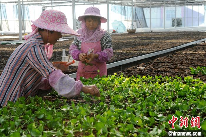 «�������ڸ���ũҵ��ƶ����������������硣������ ��