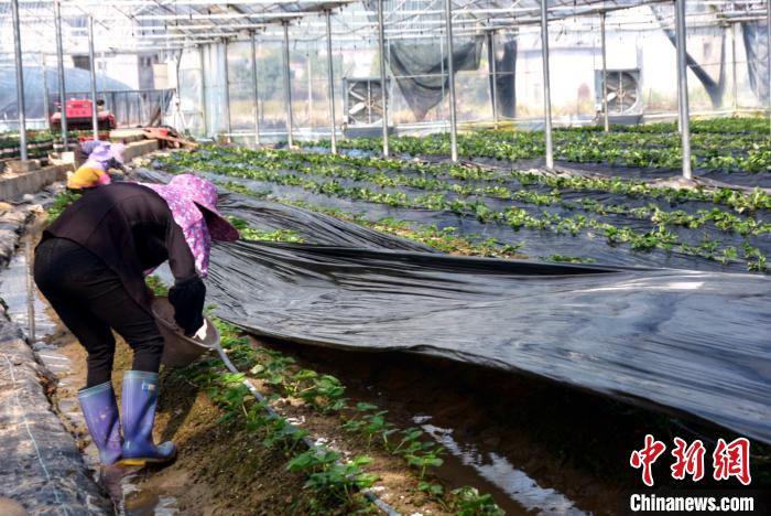 «�������ڸ���ũҵ��ƶ����������ݮ����ճ������������� ��