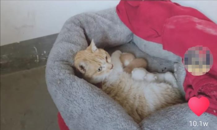 ���������һҳ