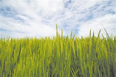 ���������һҳ