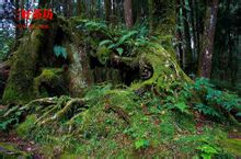 阿里山景观(一) 阿里山景观(一)