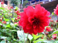 青城山植物、动物 青城山植物、动物
