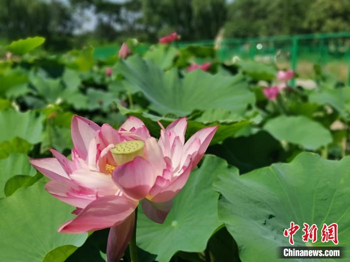 ���������һҳ