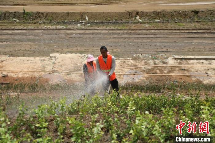 ͼΪ����Ϊ������·�й��α���������ֲ����ҦΡ ��