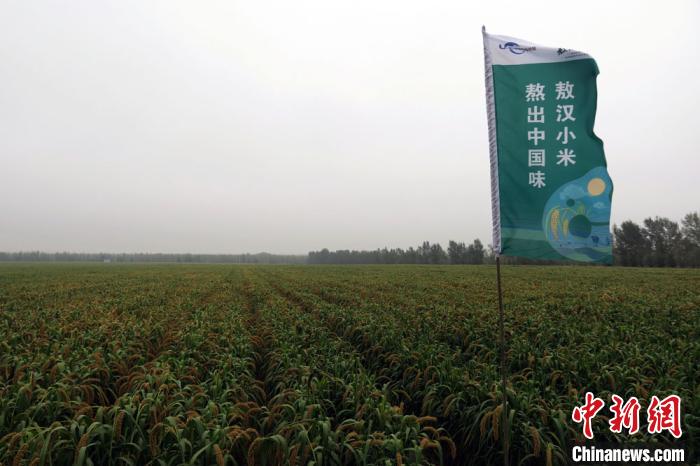 ���������ằ����Ķ��ɫ������ֲ���أ�С�׳���ϲ�ˣ�����ӭ���ջ񡣡����Է� ��