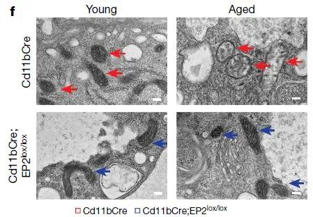 �羵ͼƬ��ʾ������С��ľ���ϸ���У��������������������壨��ͷ��ʾ�����������ܶ��϶�������С��ͬ�����������쳣��ϸ����EP2�����й�