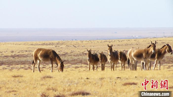 ͼΪ�ɹ�Ұ¿Ⱥ�����ﳬ��ͼ