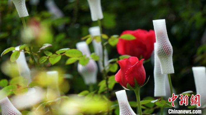 ͼΪ2020��2���������ж�Զ��õ�廨ʢ����(����ͼ) κ���� ��