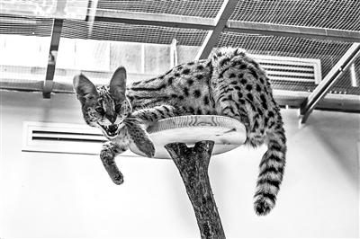 ���������һҳ