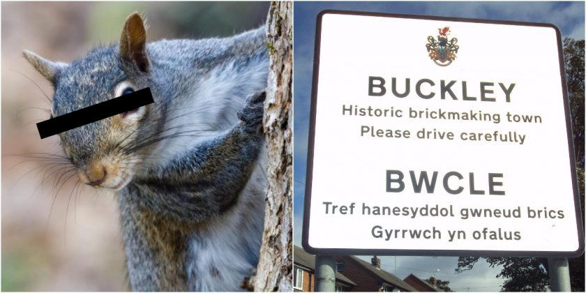 ���Ϳ���С�������һֻ���񱩡��Ļ�����